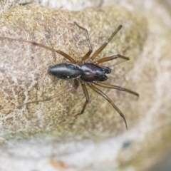 Unidentified Spider (Araneae) (TBC) at Googong, NSW - 21 Jan 2022 by WHall
