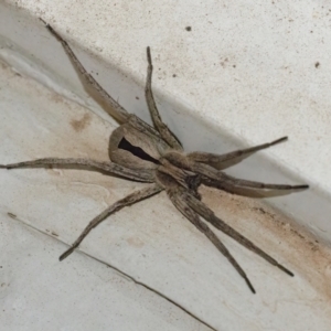 Argoctenus sp. (genus) at Googong, NSW - 22 Jan 2022 08:38 PM