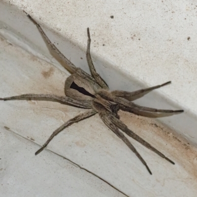 Argoctenus sp. (genus) (Wandering ghost spider) at Googong, NSW - 22 Jan 2022 by WHall