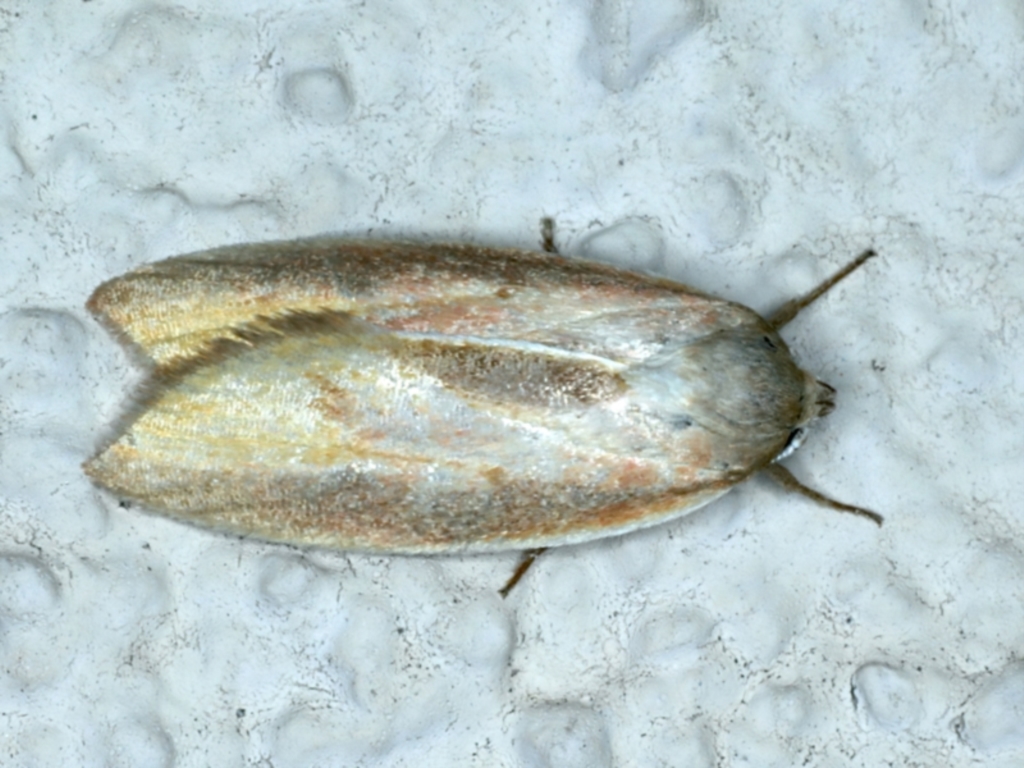 Ptyoptila matutinella at Ainslie, ACT - 27 Jan 2022