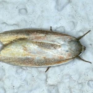 Ptyoptila matutinella at Ainslie, ACT - 27 Jan 2022