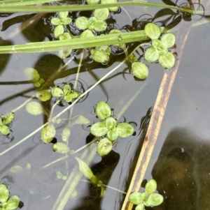 Callitriche stagnalis at Tennent, ACT - 26 Jan 2022