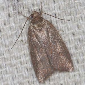 Garrha (genus) at O'Connor, ACT - 23 Jan 2022 10:31 PM