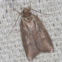 Garrha (genus) (A concealer moth) at O'Connor, ACT - 23 Jan 2022 by ibaird
