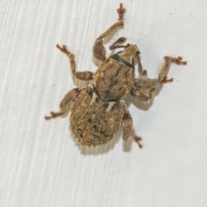 Unidentified Weevil (Curculionoidea) (TBC) at suppressed by WHall