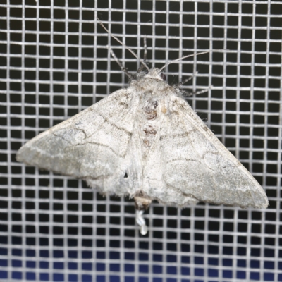 Hypobapta diffundens (Diffundens Grey) at Banksia Street Wetland Corridor - 23 Jan 2022 by ibaird