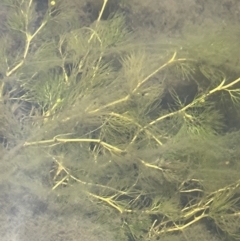 Ranunculus trichophyllus at Tennent, ACT - 27 Jan 2022