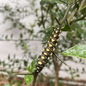 Papilio anactus at O'Connor, ACT - 29 Jan 2022 02:27 PM