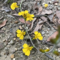 Goodenia sp. (Goodenia) at Morton National Park - 29 Jan 2022 by 1pepsiman