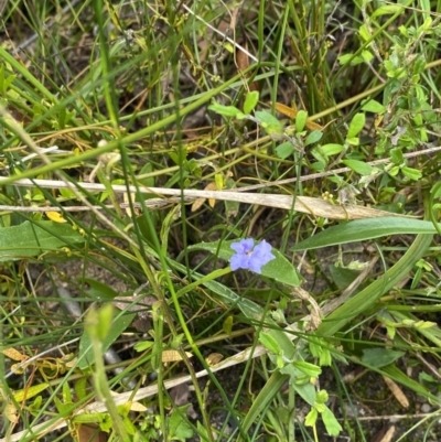 Dampiera stricta (Blue Dampiera) at Morton National Park - 29 Jan 2022 by 1pepsiman