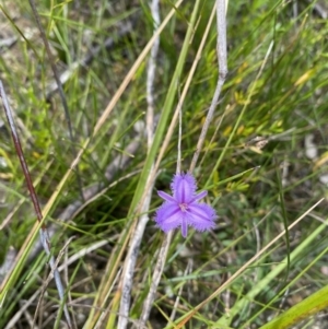 Thysanotus sp. at Saint Georges Basin, NSW - 29 Jan 2022 11:00 AM