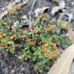 Pomax umbellata (A Pomax) at Vincentia, NSW - 28 Jan 2022 by 1pepsiman