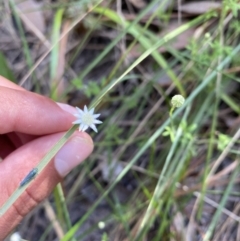 Actinotus minor (Lesser Flannel Flower) at Vincentia, NSW - 28 Jan 2022 by 1pepsiman