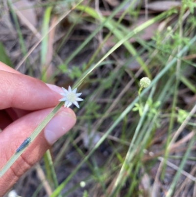 Actinotus minor (Lesser Flannel Flower) at Vincentia Coastal Walking Track - 28 Jan 2022 by 1pepsiman