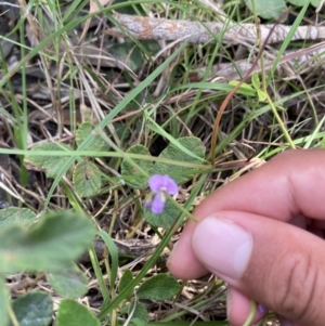 Desmodium rhytidophyllum at Vincentia, NSW - 28 Jan 2022 03:47 PM