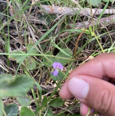 Desmodium rhytidophyllum at Vincentia, NSW - 28 Jan 2022 by 1pepsiman