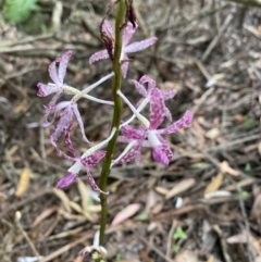Dipodium variegatum (Blotched Hyacinth Orchid) at Vincentia, NSW - 24 Jan 2022 by 1pepsiman