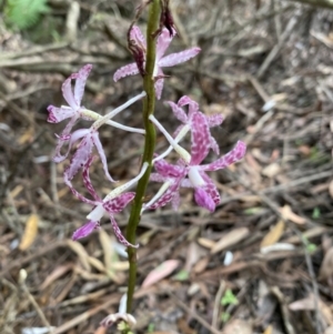Dipodium variegatum at Vincentia, NSW - 25 Jan 2022