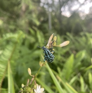 Chrysolopus spectabilis at Vincentia, NSW - 24 Jan 2022