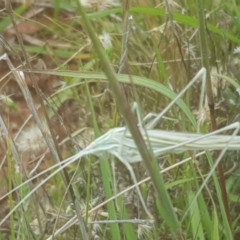 Tinzeda lobata (A katydid) at Watson, ACT - 24 Jan 2022 by MPW