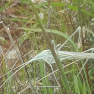 Unidentified Grasshopper (several families) (TBC) at suppressed by MAX