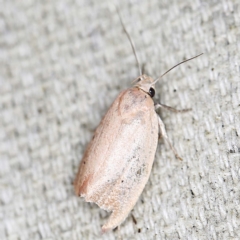 Acanthodela protophaes (A Concealer moth (Wingia group)) at O'Connor, ACT - 23 Jan 2022 by ibaird