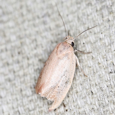 Acanthodela protophaes (A Concealer moth) at O'Connor, ACT - 23 Jan 2022 by ibaird