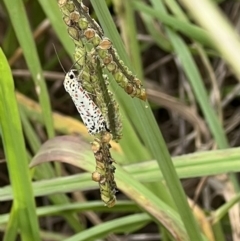 Utetheisa pulchelloides (Heliotrope Moth) at Murrumbateman, NSW - 29 Jan 2022 by SimoneC