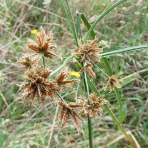 Cyperus lhotskyanus at Molonglo Valley, ACT - 29 Jan 2022