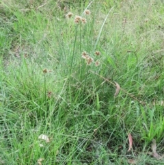 Cyperus lhotskyanus at Molonglo Valley, ACT - 29 Jan 2022