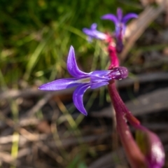 Lobelia gibbosa (Tall Lobelia) at Namadgi National Park - 27 Jan 2022 by Jek