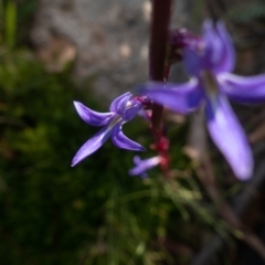 Lobelia gibbosa at Rendezvous Creek, ACT - 27 Jan 2022 05:31 PM