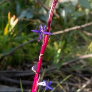 Lobelia gibbosa at Rendezvous Creek, ACT - 27 Jan 2022 05:31 PM