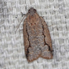 Meritastis undescribed species (A Tortricid moth) at O'Connor, ACT - 23 Jan 2022 by ibaird