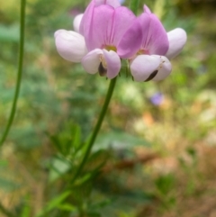 Lotus australis (Austral Trefoil) at Namadgi National Park - 27 Jan 2022 by Jek