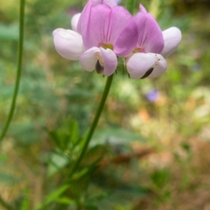 Lotus australis at Rendezvous Creek, ACT - 27 Jan 2022