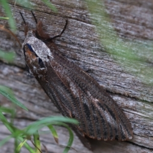 Endoxyla encalypti at Cook, ACT - 29 Jan 2022 09:19 AM