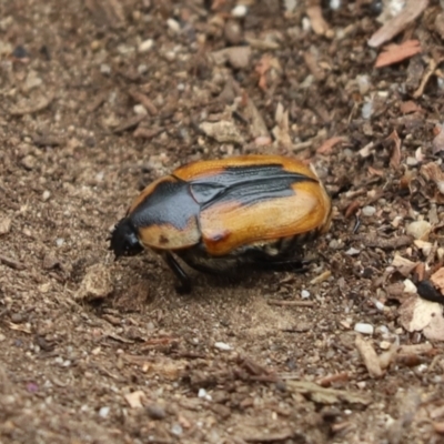 Chondropyga dorsalis (Cowboy beetle) at Cook, ACT - 28 Jan 2022 by Tammy