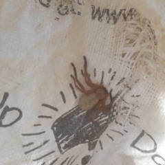 Delena cancerides (Social huntsman spider) at The Fair, Watson - 23 Jan 2022 by MAX