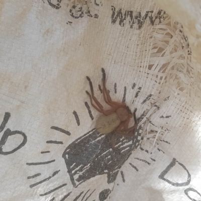 Delena cancerides (Social huntsman spider) at Watson, ACT - 24 Jan 2022 by MAX