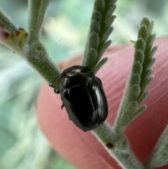 Ditropidus sp. (genus) (Leaf beetle) at Murrumbateman, NSW - 29 Jan 2022 by SimoneC