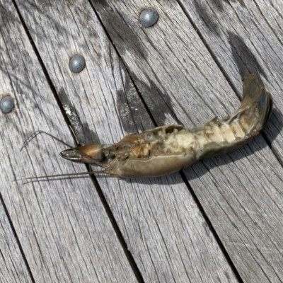 Cherax destructor (Common Yabby) at Phillip, ACT - 22 Jan 2022 by JaceWT