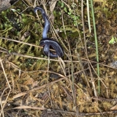 Caenoplana coerulea (Blue Planarian, Blue Garden Flatworm) at Garran, ACT - 21 Jan 2022 by JaceWT