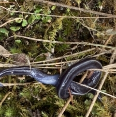 Caenoplana coerulea at Garran, ACT - 21 Jan 2022 11:57 AM