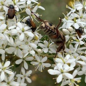 Neorrhina punctata at Garran, ACT - 21 Jan 2022