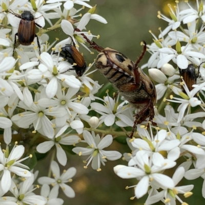 Neorrhina punctata (Spotted flower chafer) at Red Hill Nature Reserve - 21 Jan 2022 by JaceWT