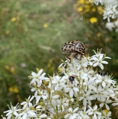 Neorrhina punctata at Garran, ACT - 21 Jan 2022