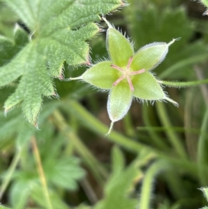 Geranium antrorsum at Mount Clear, ACT - 28 Jan 2022