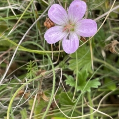 Geranium antrorsum at Mount Clear, ACT - 28 Jan 2022