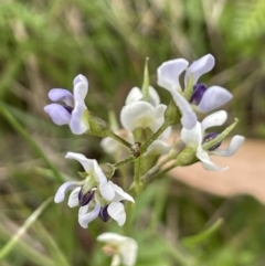 Glycine clandestina (Twining Glycine) at Mount Clear, ACT - 28 Jan 2022 by JaneR